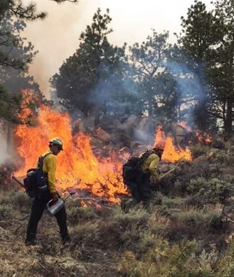 Firefighters fighting a forest fire